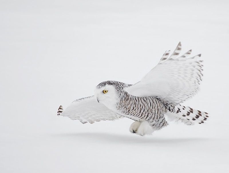 A Snowy Owl in Flight David Hemmings by NaturesPhotoAdventures is licensed under CC BY-SA 3.0.